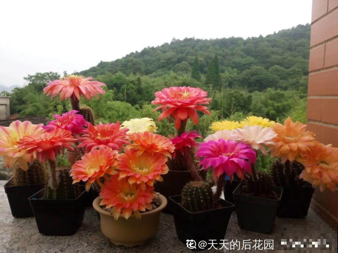 超级耐旱花，整个冬天不浇水，还能胖一圈！