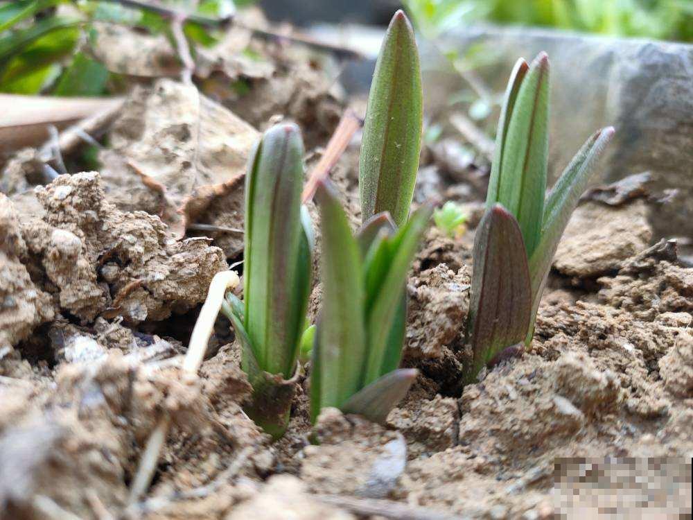 春天养花，最重要的是“准备”，要提前规划好