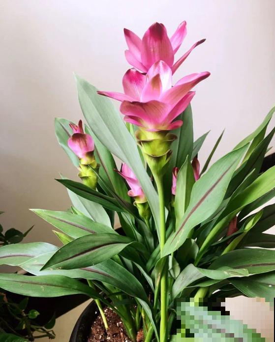 生姜居然能开出荷花?姜荷花仙气十足,养护方法也非常简单! 生姜居然能开出荷花?姜荷花仙气十足,养护方法也非常简单!