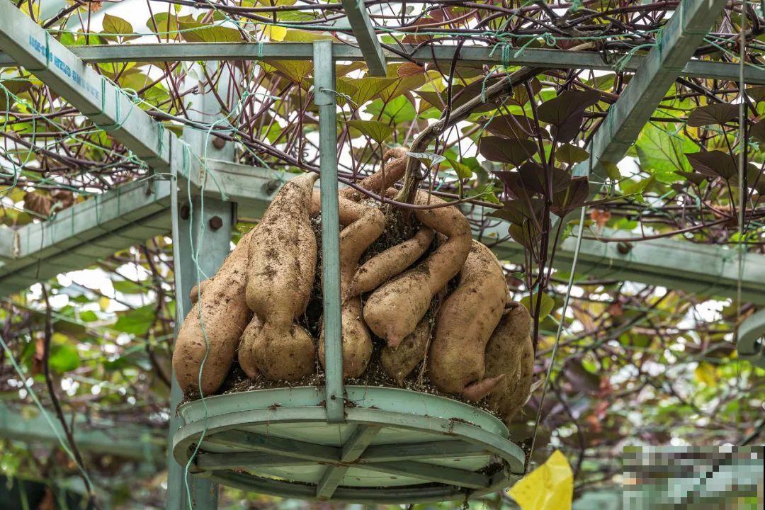 南瓜个头大的出奇，卖了2万8，比养猪还赚钱