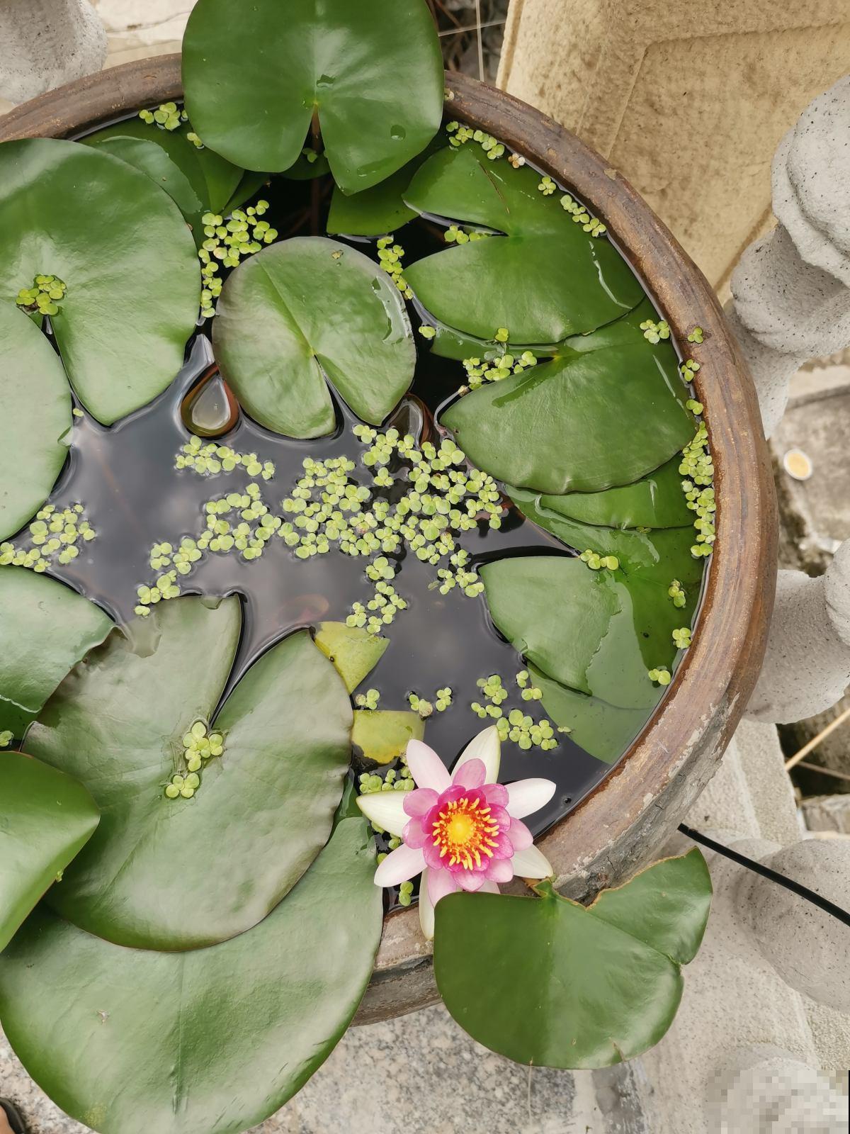 大水缸里面种花，花长得更健壮，养家里就是传家宝！