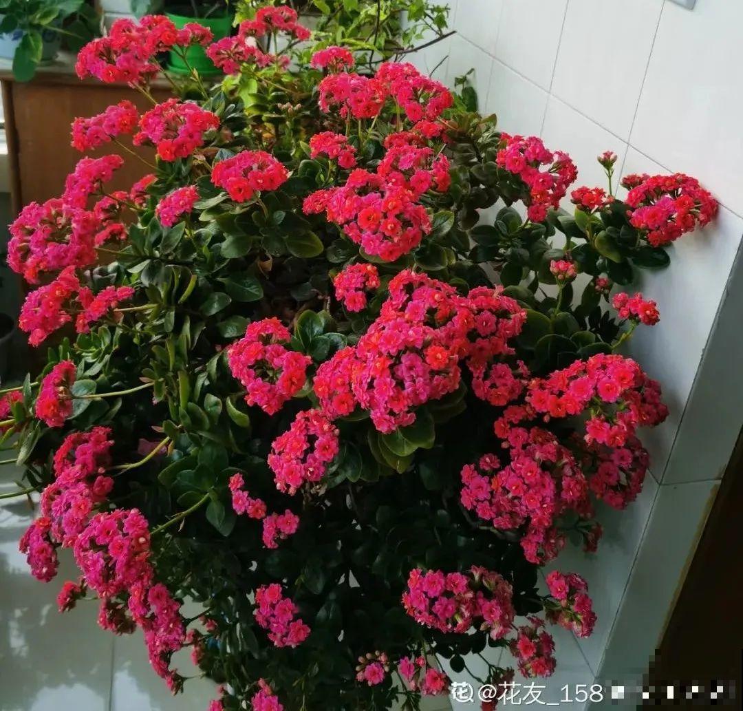 5种花养在小花盆里，只要养两年，就能变成老桩