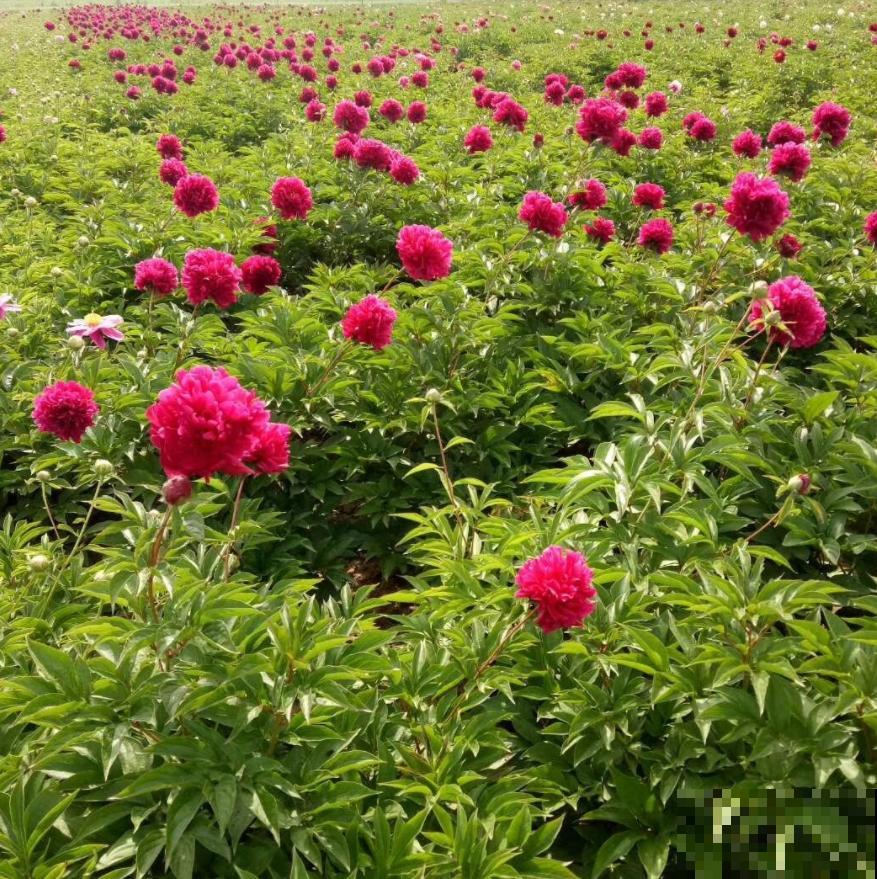 这几种花脾气差，动不动就“打架”，最后两败俱伤成笑话！
