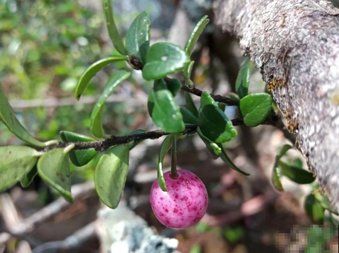 农村树上长出大萝卜?开出灯笼花,价格贵的出奇! 农村树上长出大萝卜?开出灯笼花,价格贵的出奇!