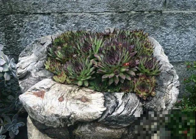 山上的尼姑庵,只养花不烧香,看完想出家 山上的尼姑庵,只养花不烧香,看完想出家