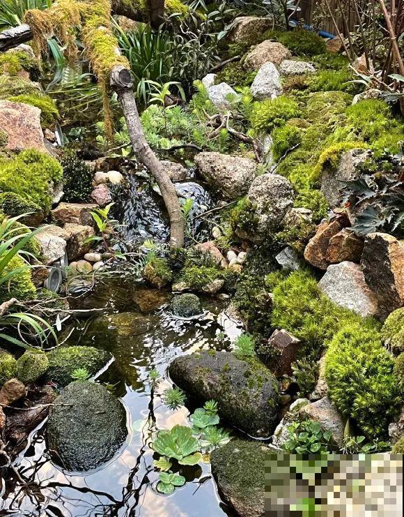 院子里挖了条小溪，做成水景美如画，看一整天也不烦