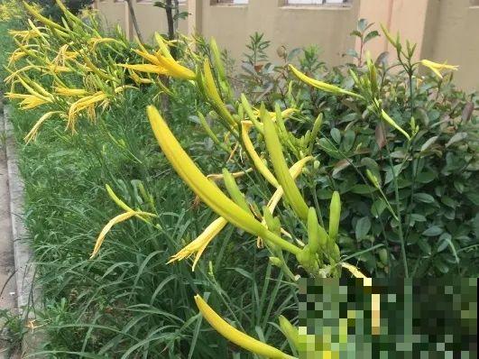 厨房常见的调味品，居然是花，长知识了！