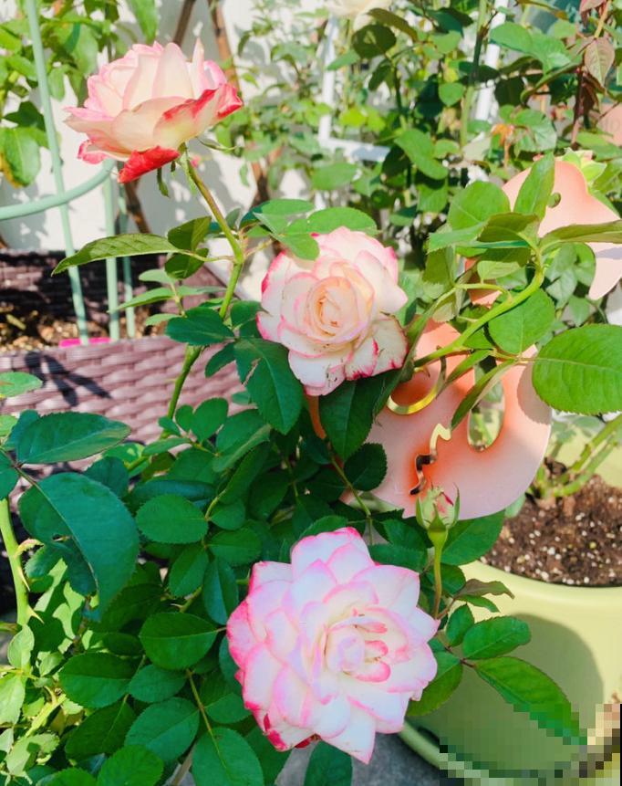 月季养护要选择合适的盆，不能盲目跟风，不然很难爆盆