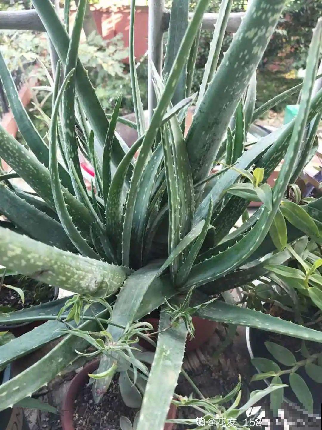 6种花净化空气效果好，放卧室特养人，睡得还香