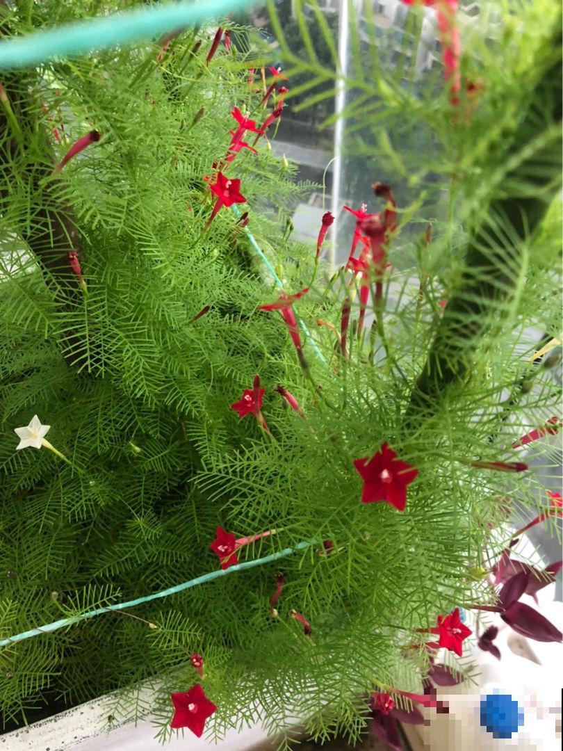 24种花，对应24节气，一年到头有花看（下篇）