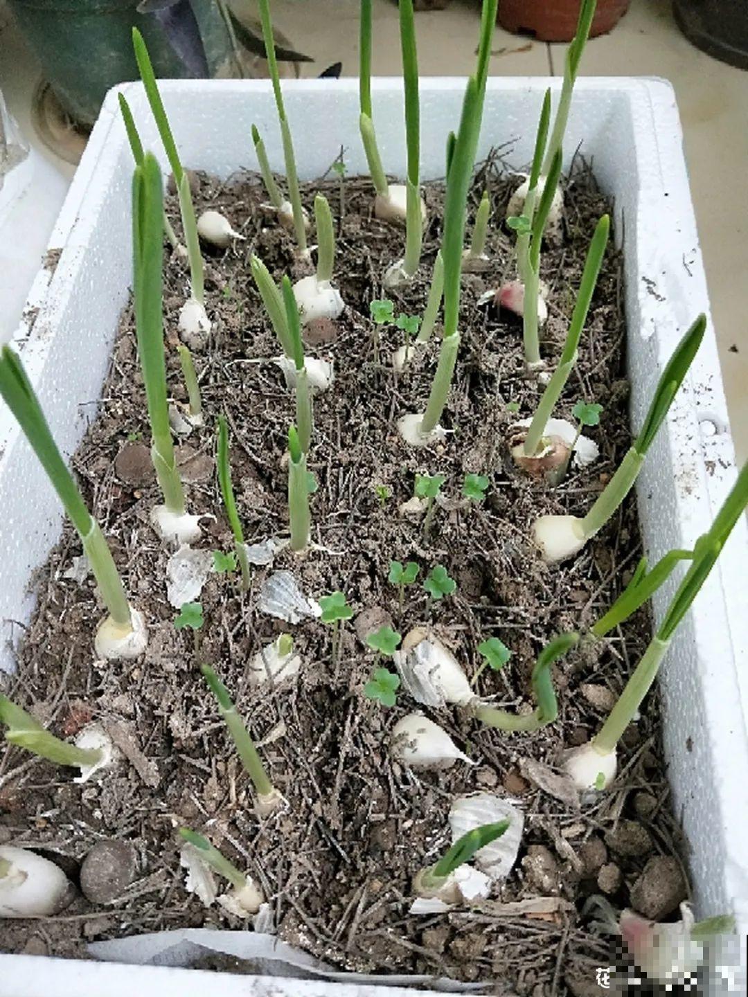 冬天太冷，花要及时保暖，才能安全越冬