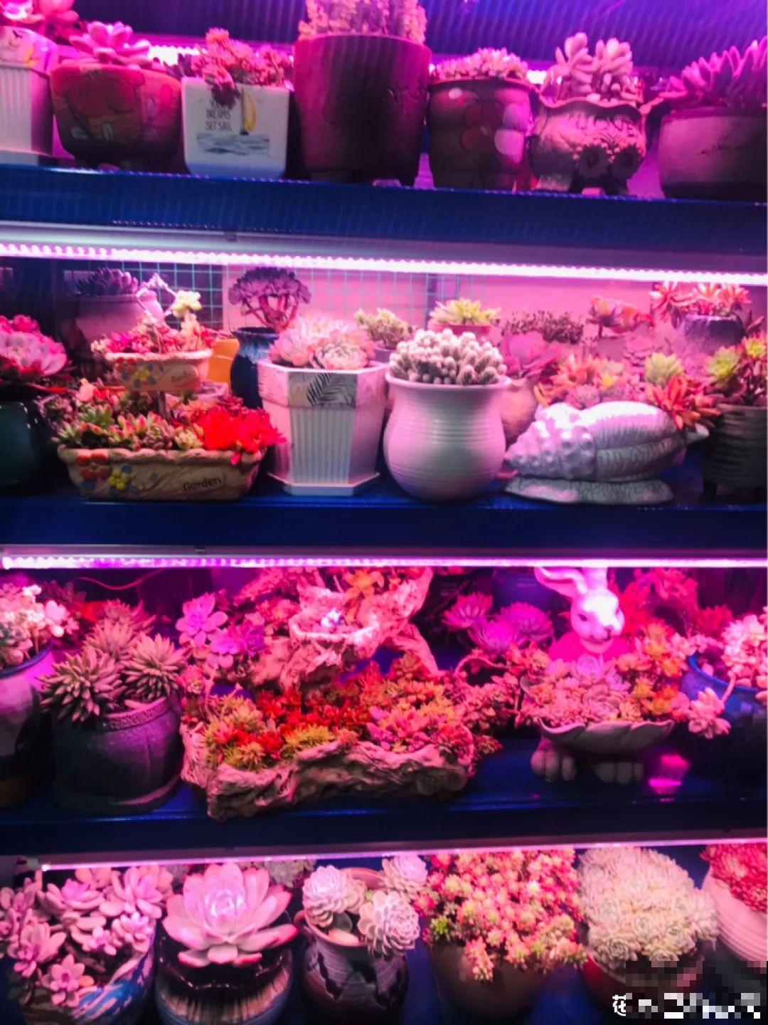 冬天太冷，花要及时保暖，才能安全越冬