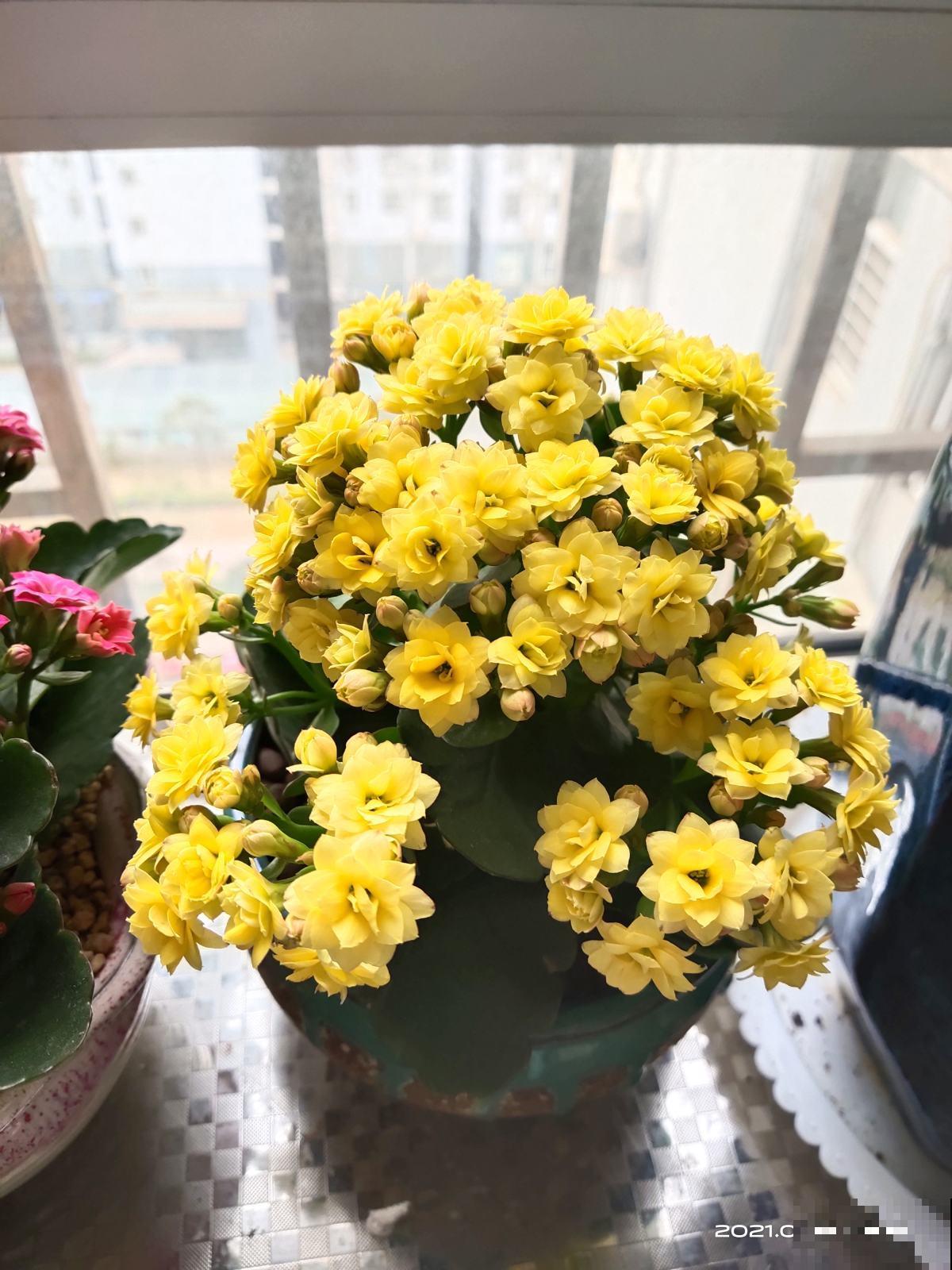 4种花爆崽能力强，种一盆等于种多盆，送给邻居特开心