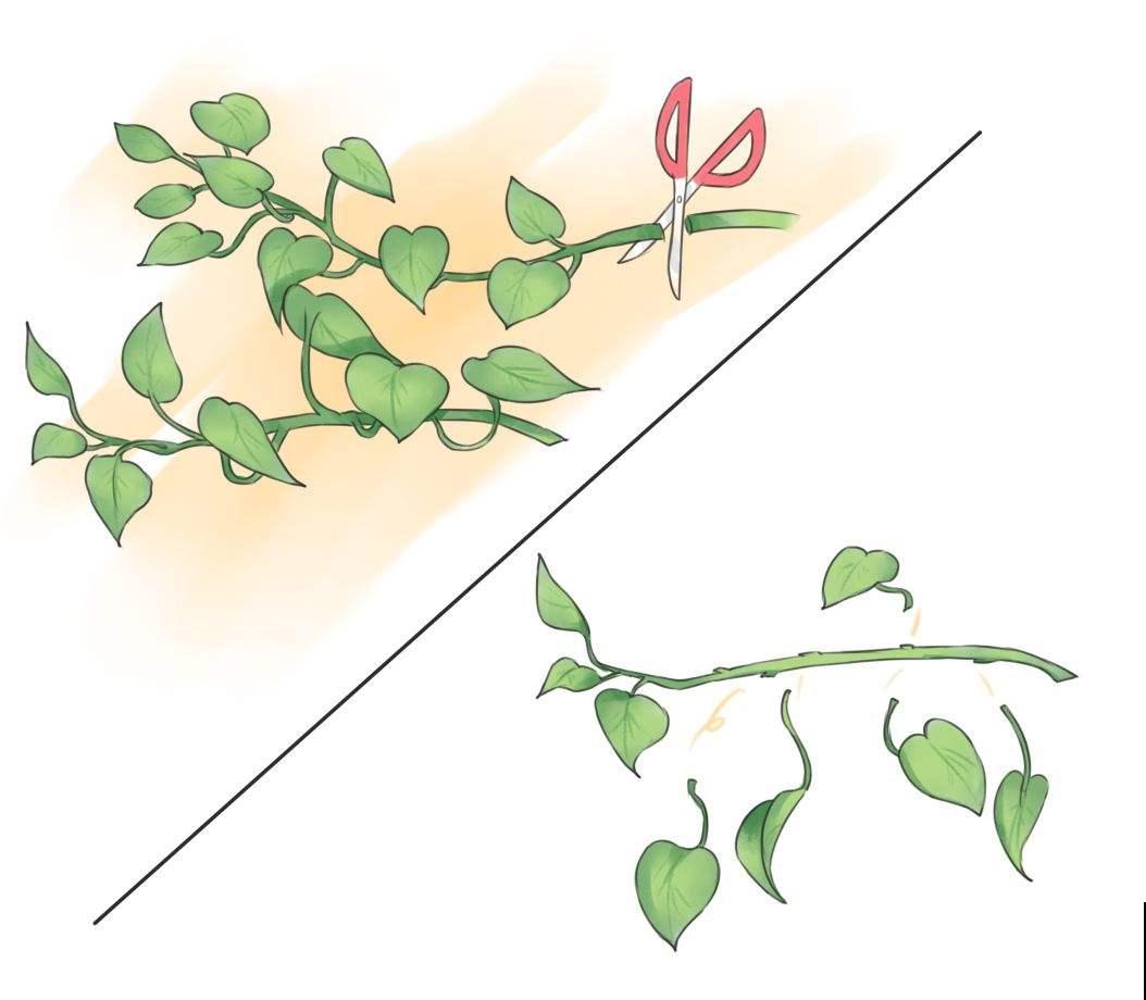 2月底该修剪了，剪得越“狠”植物越旺盛，爆芽更多