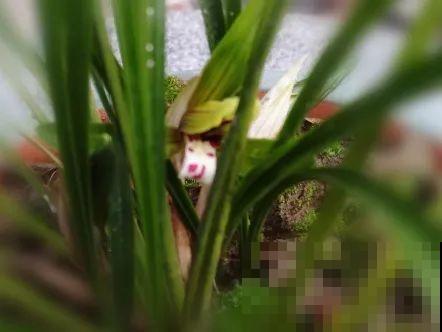 最逗的兰花,开花像人脸,越看越想笑 最逗的兰花,开花像人脸,越看越想笑