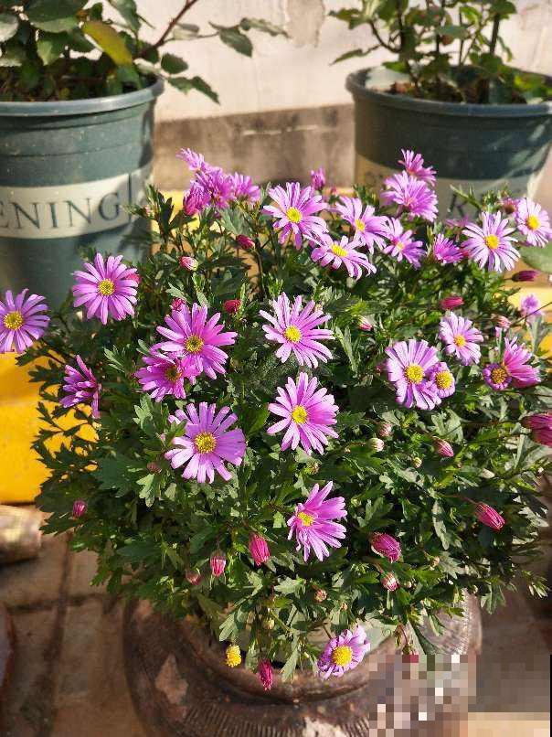 姬小菊的养护技巧,学会这几点,一年四季花开不断! 姬小菊的养护技巧,学会这几点,一年四季花开不断!