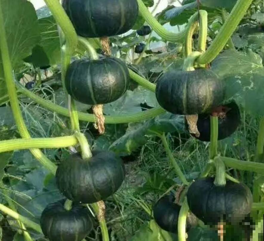 蔬菜不能乱吃，这4种菜很危险，看到就赶紧扔，别舍不得！