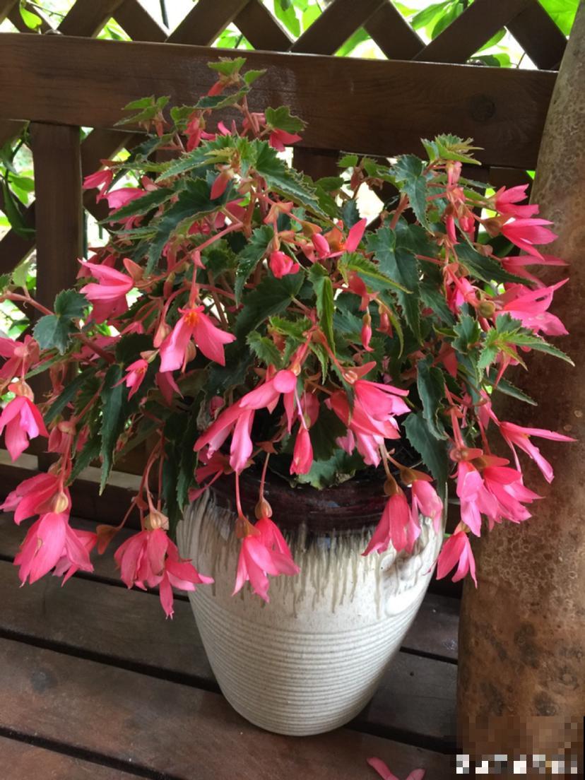 养花最令人头疼的竟是宠物,一眼看不住,就被它们毁了 养花最令人头疼的竟是宠物,一眼看不住,就被它们毁了