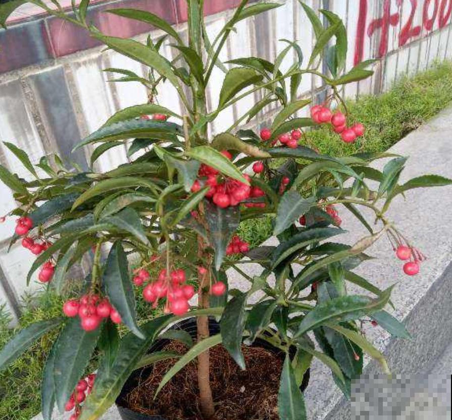 这种花叫红凉伞，结出无数小红果，过年摆着正好！