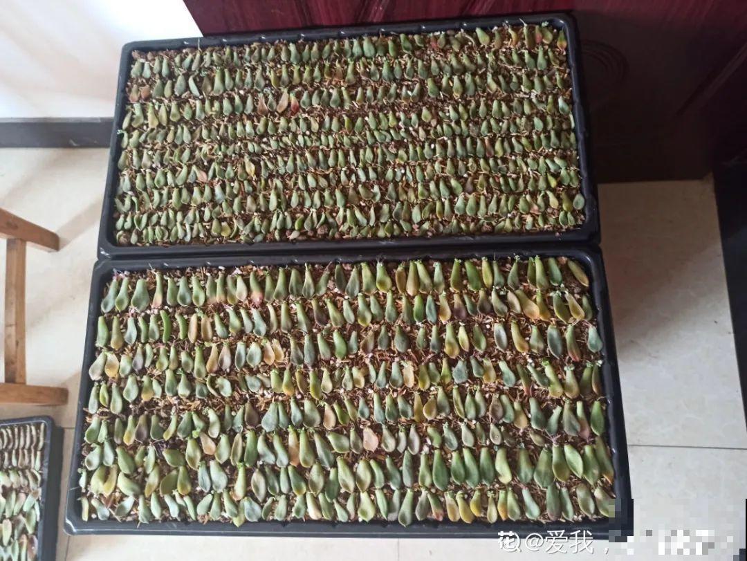 多肉养在大盆里,就是豪横霸气,棵棵大得像白菜 多肉养在大盆里,就是豪横霸气,棵棵大得像白菜