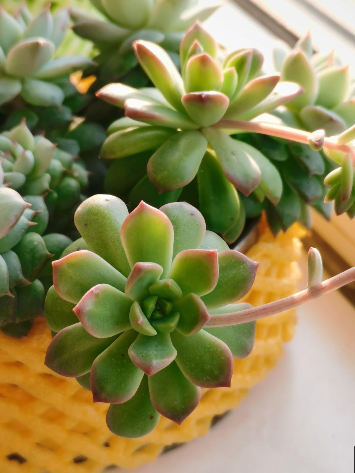 多肉招人喜欢的4点，好看好养是次要，关键是太可爱