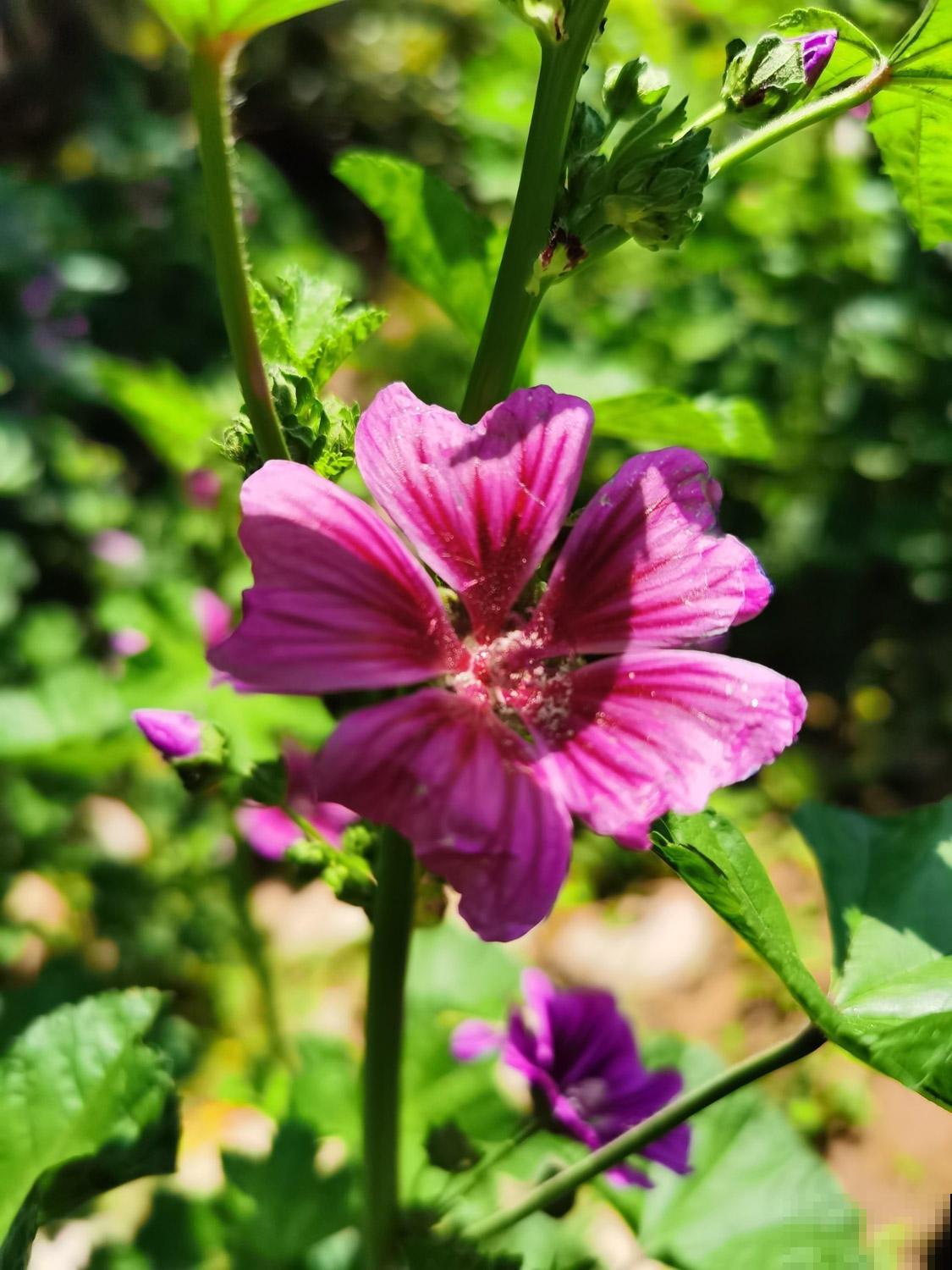 这5种超级漂亮的花卉,都是野外挖回来的,下次见到千万别错过! 这5种超级漂亮的花卉,都是野外挖回来的,下次见到千万别错过!