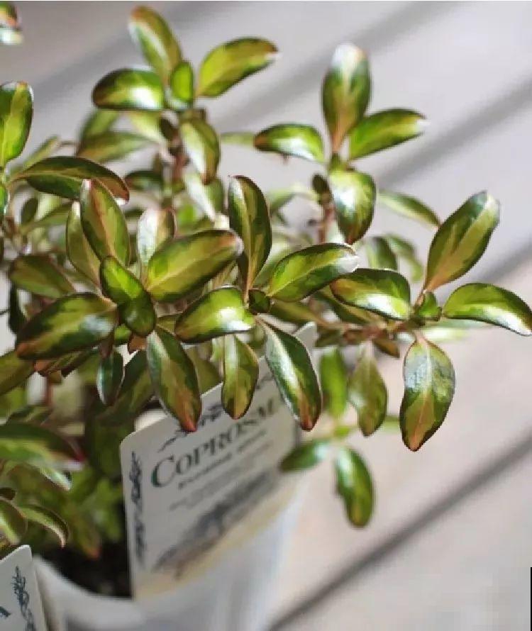 喜欢晒太阳的新西兰茜草，叶片一晒亮闪闪的，好看极了！