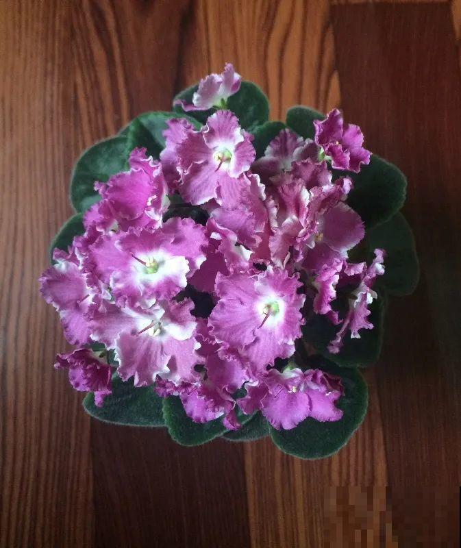 16种高颜值花，冬天耐寒不娇气，新手也能养爆盆