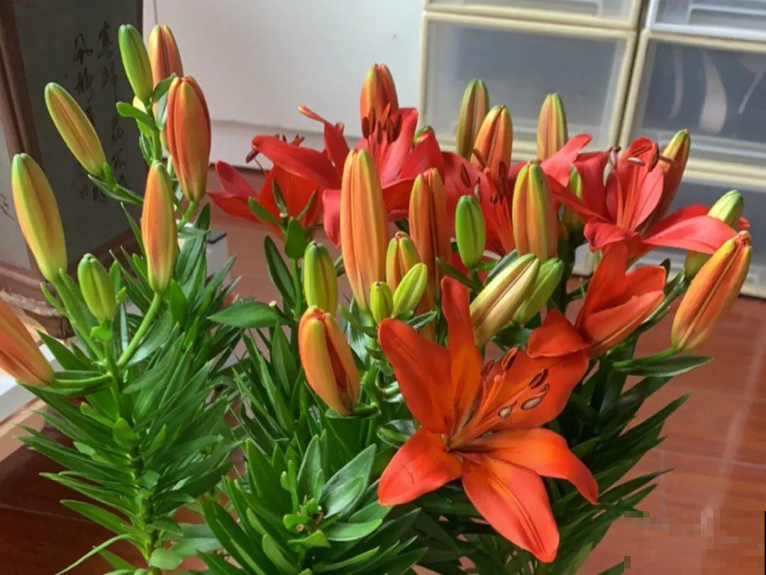 带花芽的枝条不能修剪，未来全是花苞，一剪就亏了