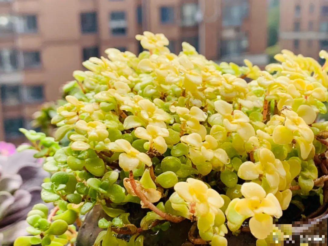 小阳台也能养多肉，一尺一寸，都是繁华！