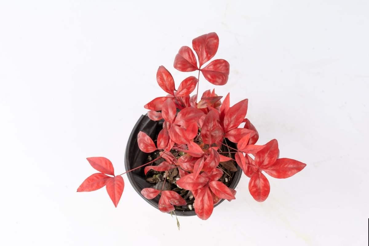 今年买年宵花，本命年可以养4种花，红红火火旺运一整年