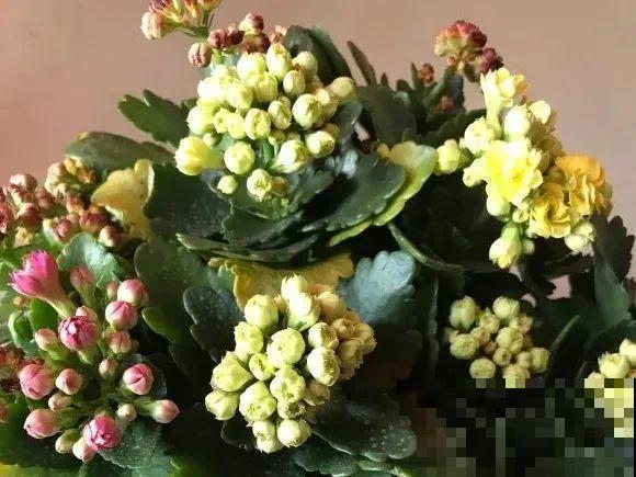 百合开花不是一次性，开完要施肥，1盆能生20盆