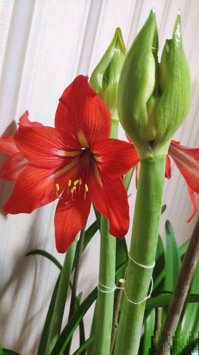 过年家里养花，就养这些“节节高”花，新的一年节节攀升