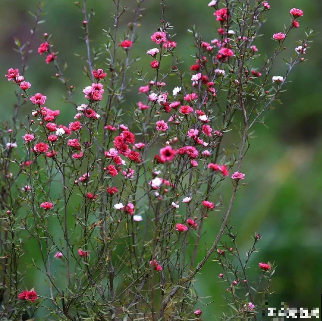 红红火火的过年花,开花特热闹,过年必备! 红红火火的过年花,开花特热闹,过年必备!