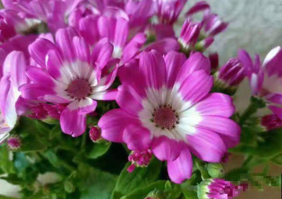 这4种花是“一次性的”，好看又好养，开完直接扔！