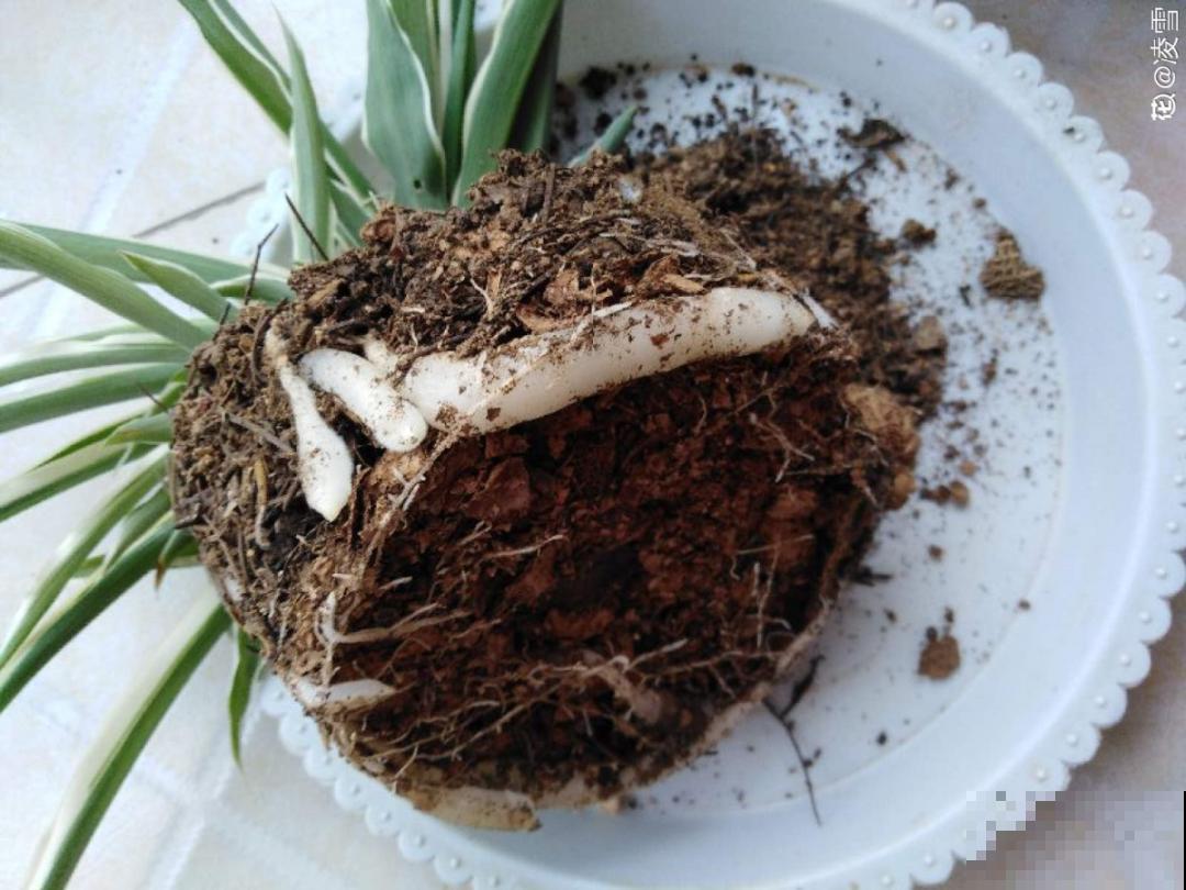 腊月养花禁忌，一定要保暖，不然花很快就死