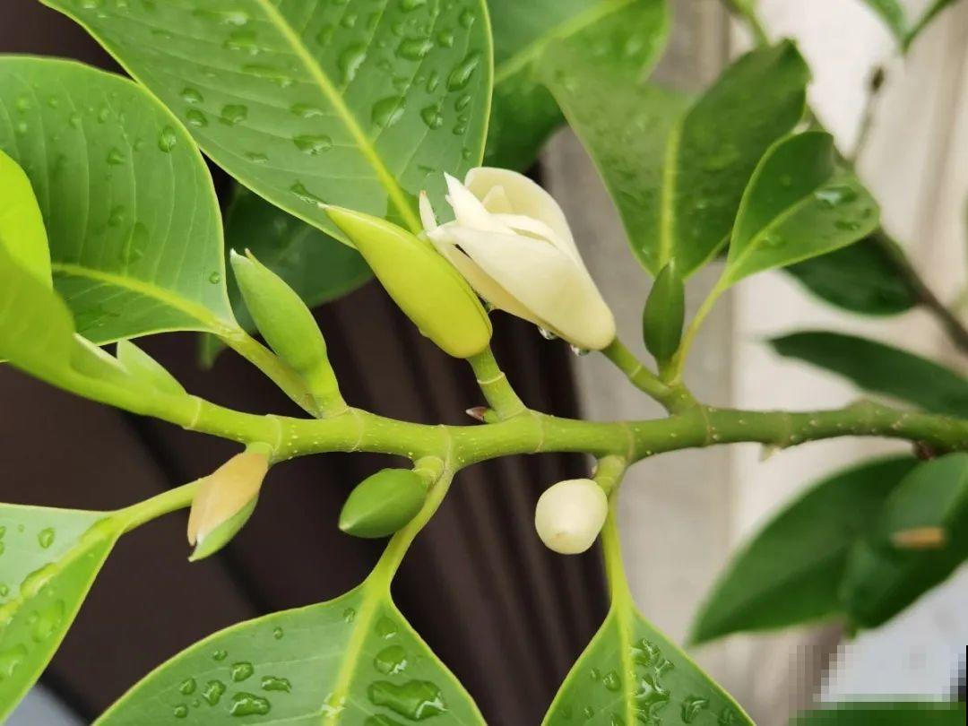土里浇点果皮水，能维持土壤酸性，茉莉兰花开爆盆