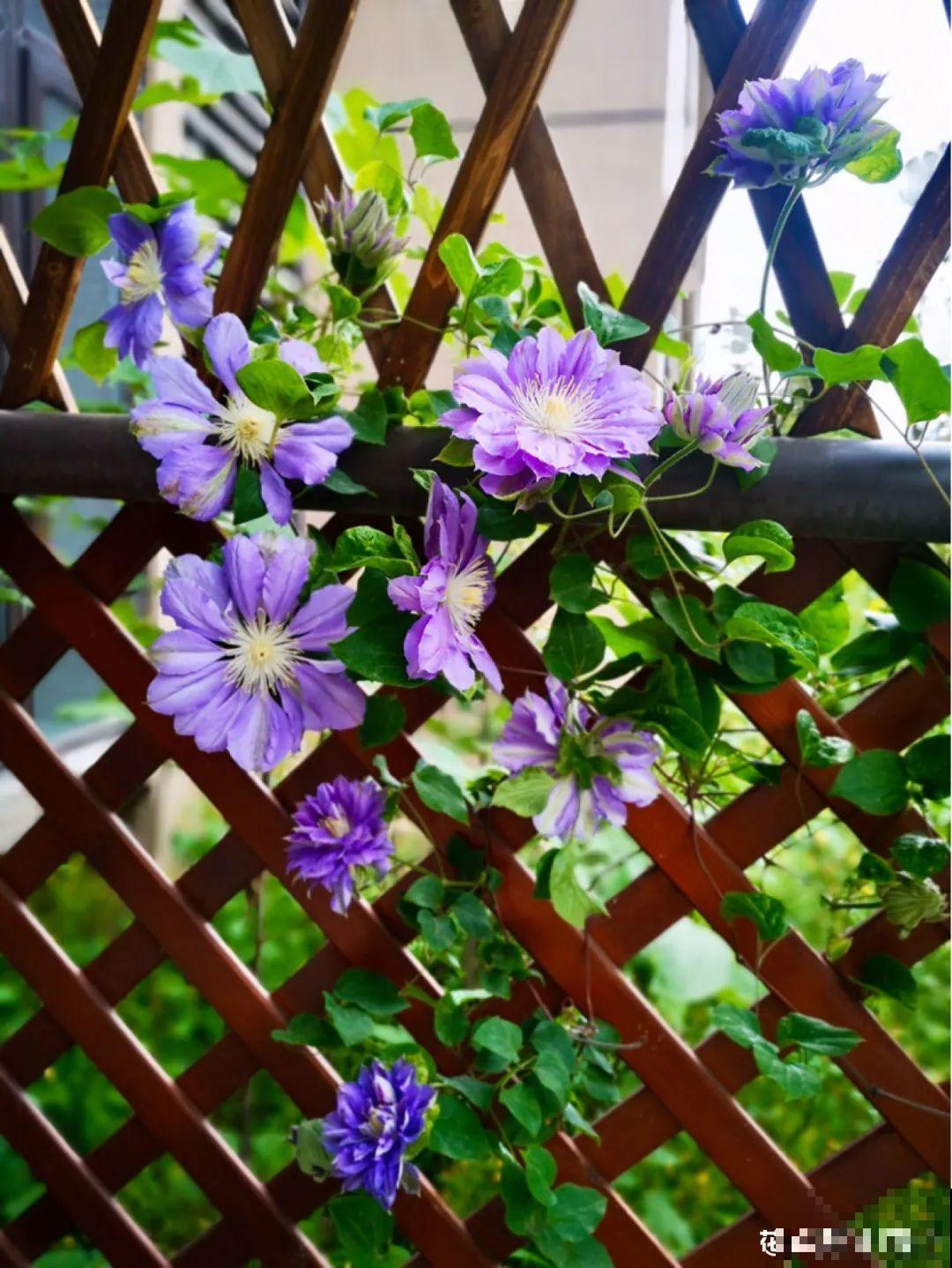 20种花春天开得正盛,花期长、容易爆花,虫害少! 20种花春天开得正盛,花期长、容易爆花,虫害少!