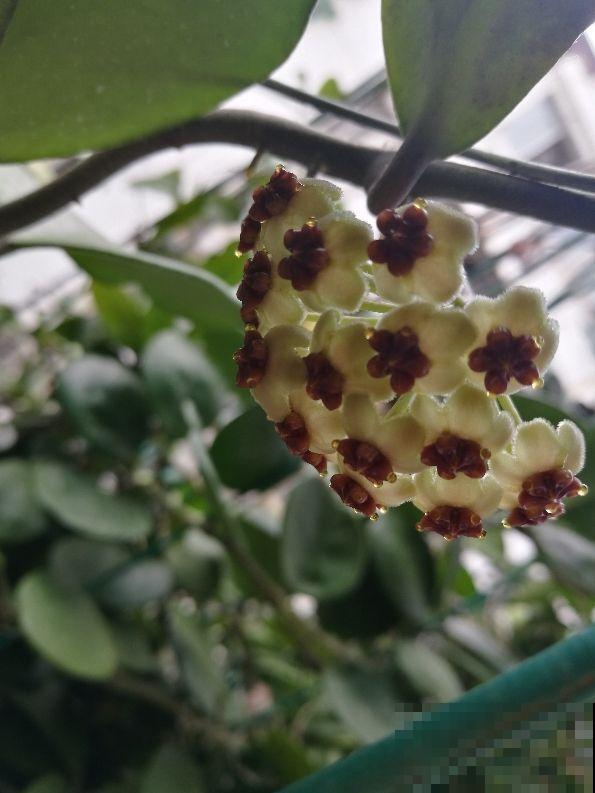 家里养了一盆花，叶子是心形，颜值真高！