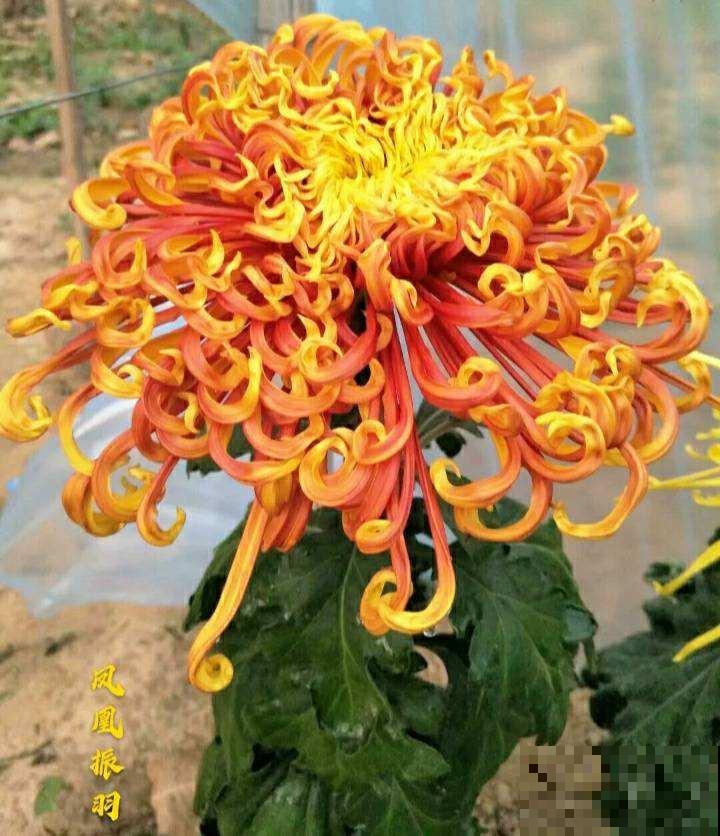 30个有趣的花谜,大多数人猜不对,你猜对了吗? 30个有趣的花谜,大多数人猜不对,你猜对了吗?