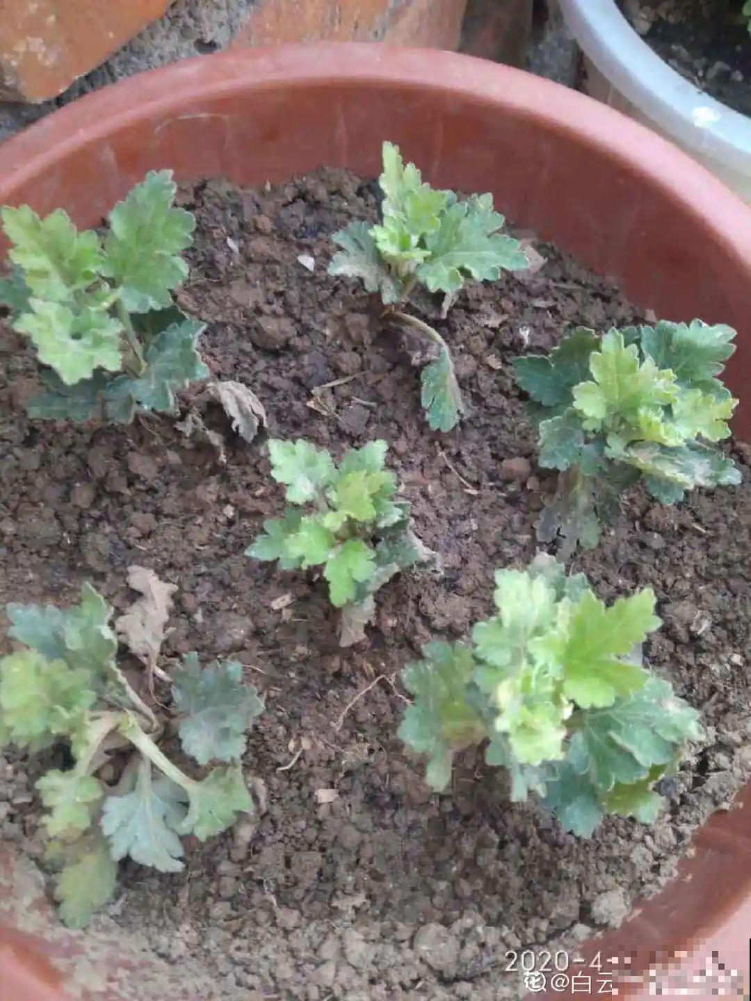 春天给花分株，1盆变成多盆，很快爆盆