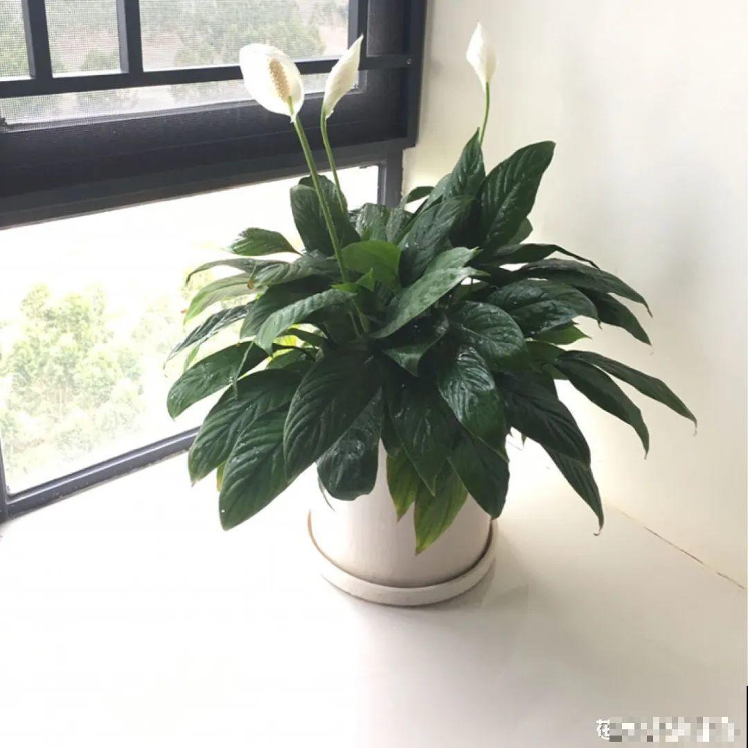 郁金香开花像假花，亲戚都不相信是真的，非要上手摸