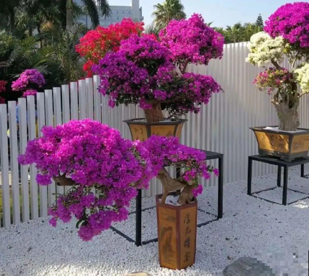 5种花养在小花盆里，只要养两年，就能变成老桩