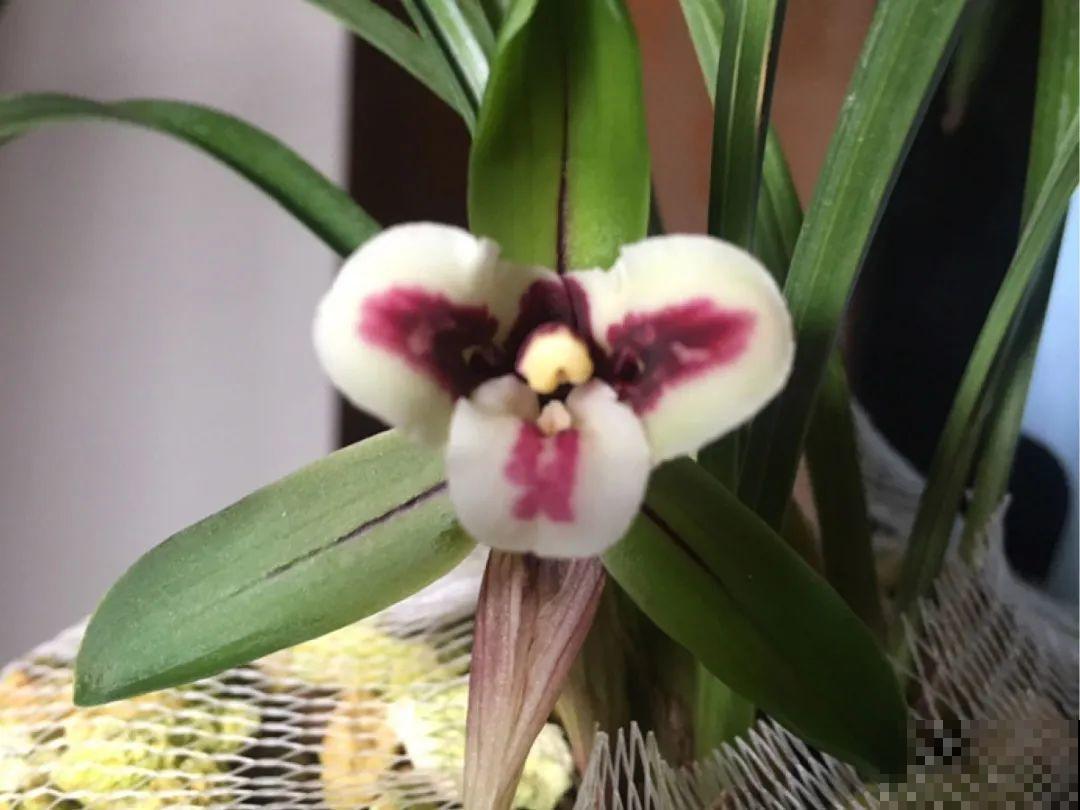 最逗的兰花,开花像人脸,越看越想笑 最逗的兰花,开花像人脸,越看越想笑