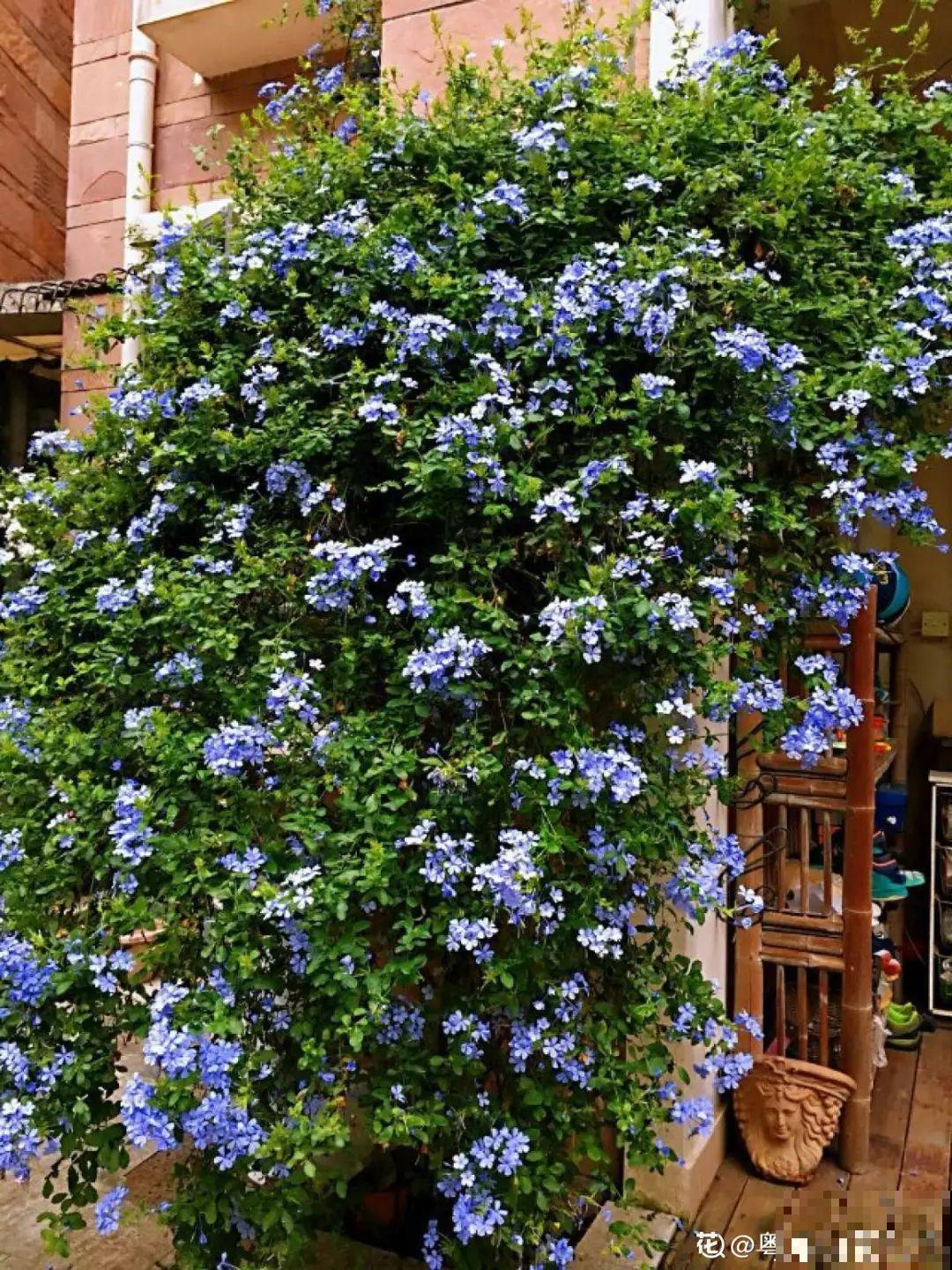 北方养不活的花，南方随便插土里，长了整面墙！