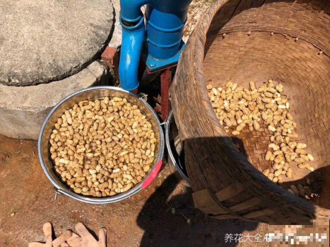 家里的花生壳别丢，拿来养花效果好，根系太旺盛