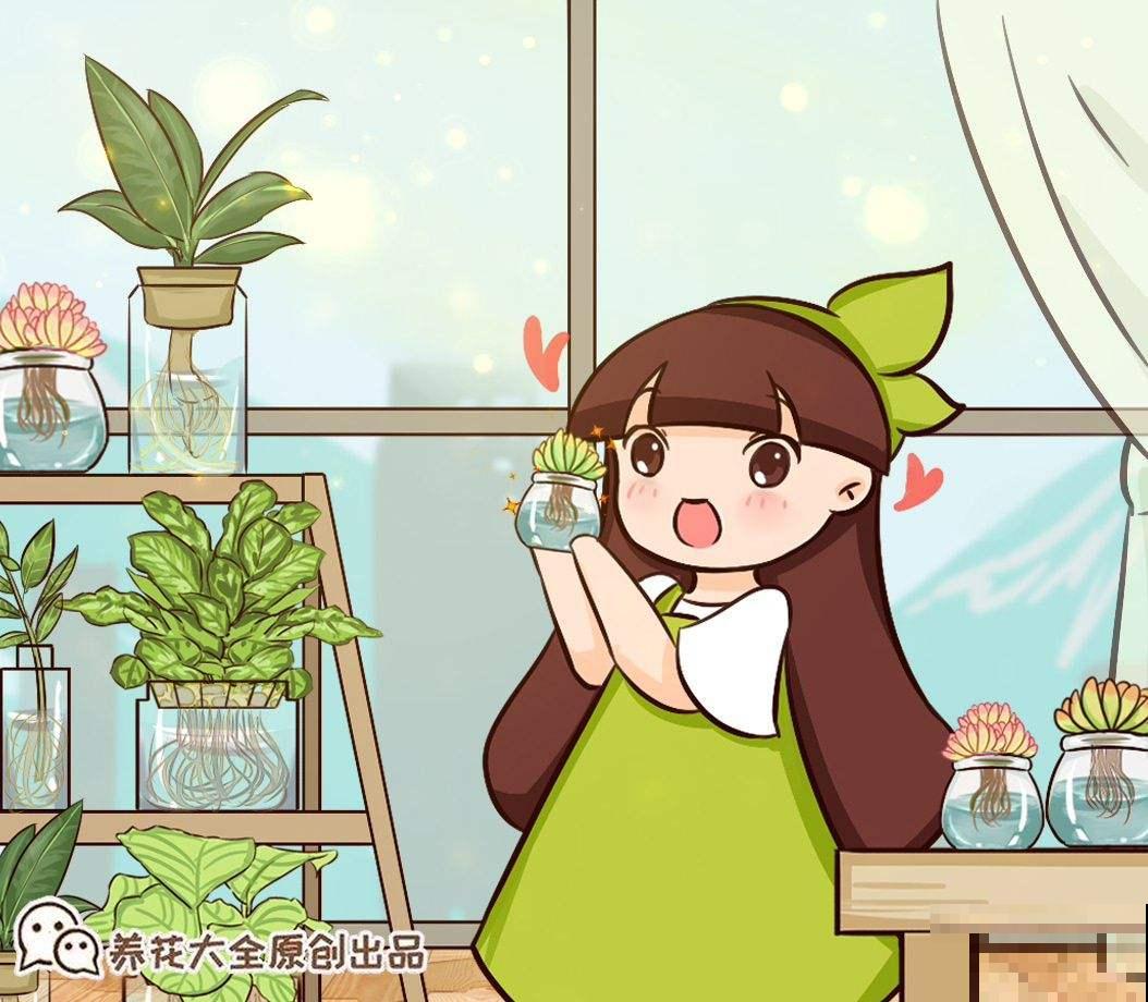 水培植物的最爱，往水里滴一点，不黄叶不烂根！