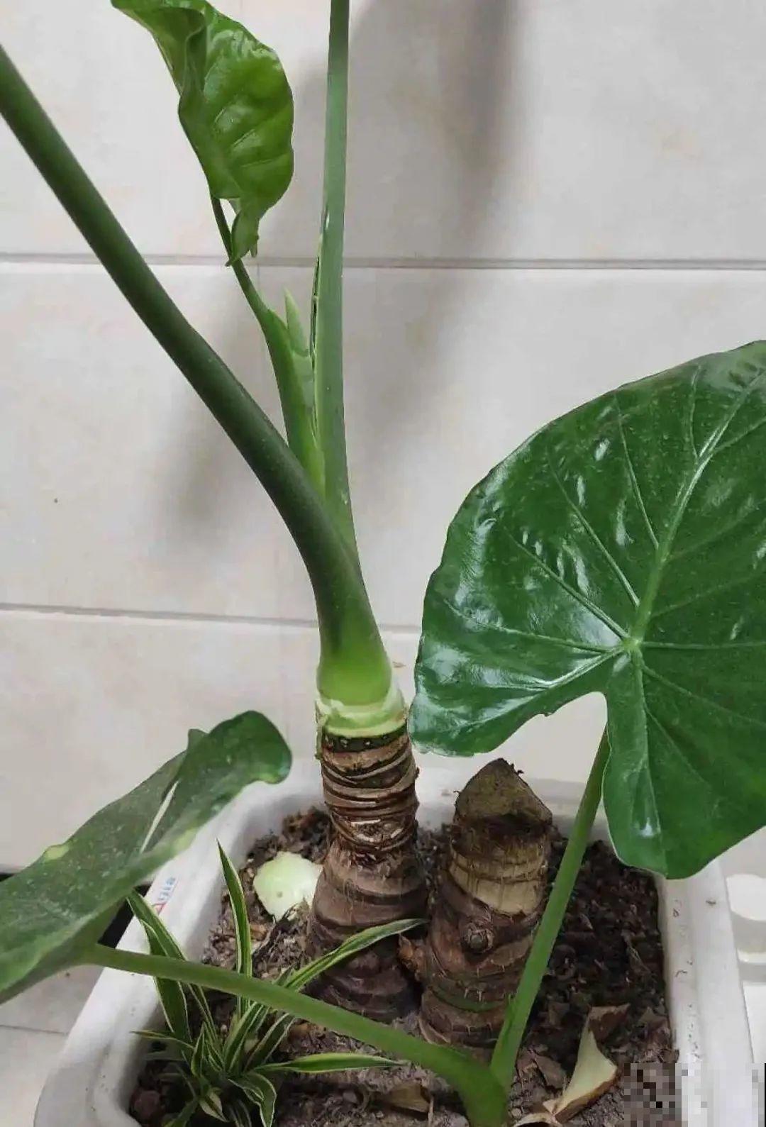 花长得像蔬菜，那也不能吃，有毒的！