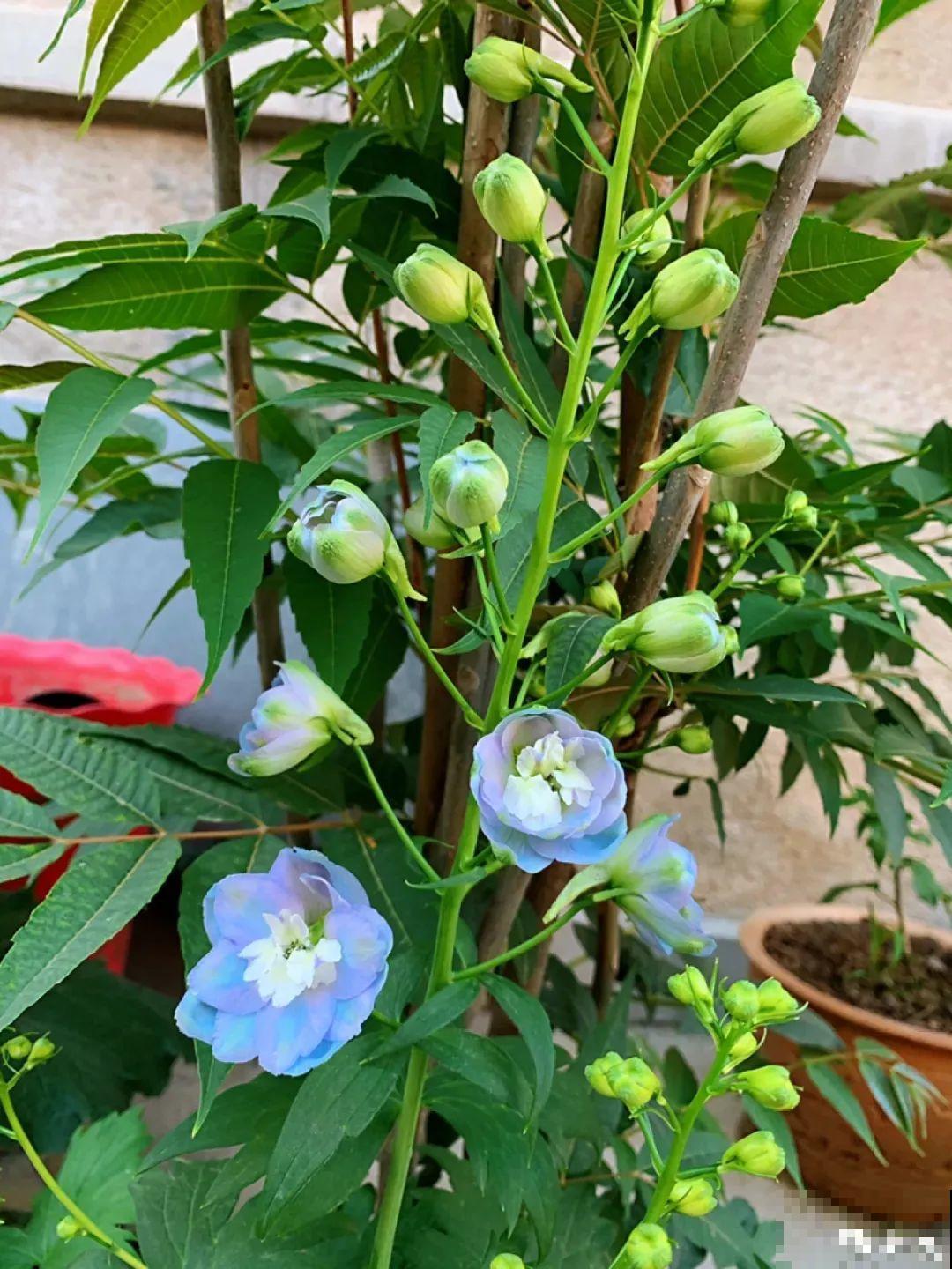 大花飞燕草太美，蓝紫色花朵清新脱俗，开花像只燕子