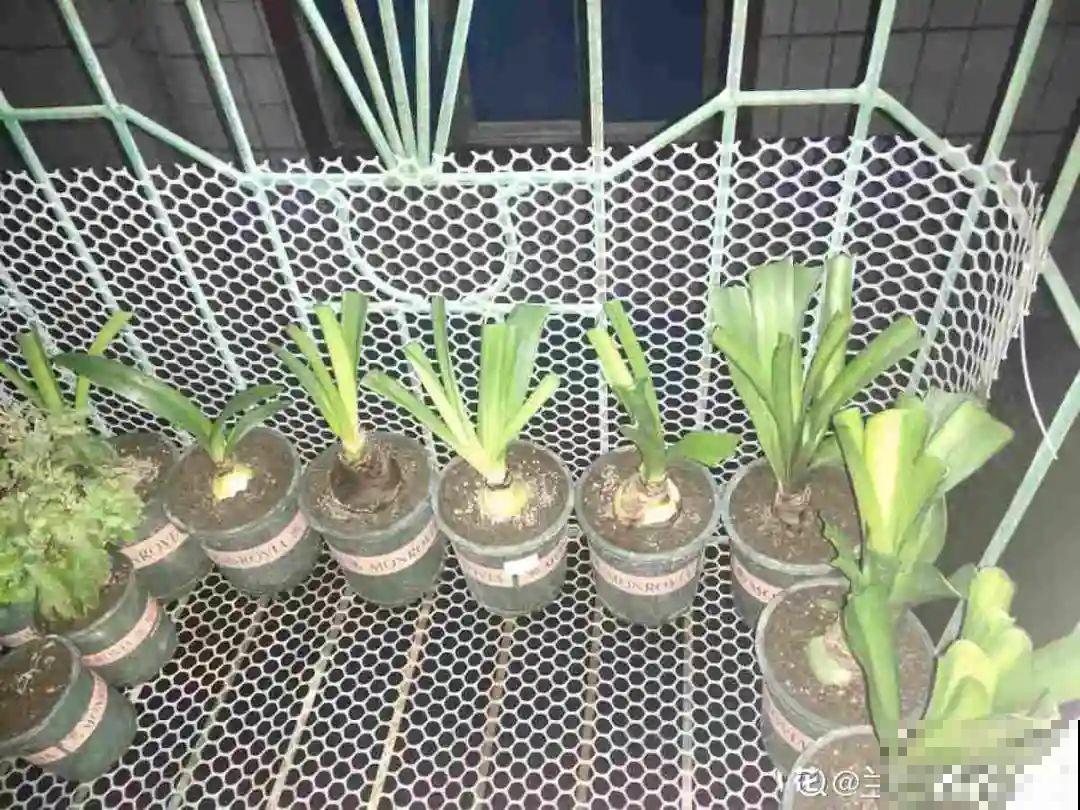 朱顶红埋土里，如何能年年开花，球变大、变多？